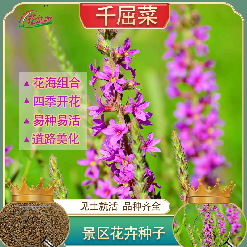 Многолетний ликолум семена цветов Семена цветов водные растения цветы балкон Крытый пейзаж озеленение декоративный цветок море