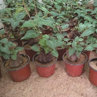 Polygonum multiflorum seedlings Polygonum multiflorum potted climbing vine Fengshui bonsai seedlings Chinese herbal medicine planting seedlings Polygonum multiflorum planting seedlings