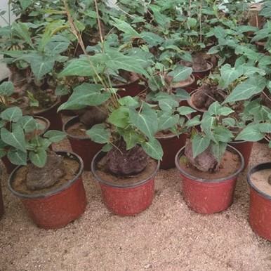 何首乌苗何首乌盆栽爬藤风水盆景苗子中草药种植苗何首乌种植苗