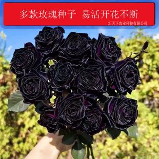 ���羳��̣�õ�廨�N������õ���Nޱ�����r���N�������ļ�õ��