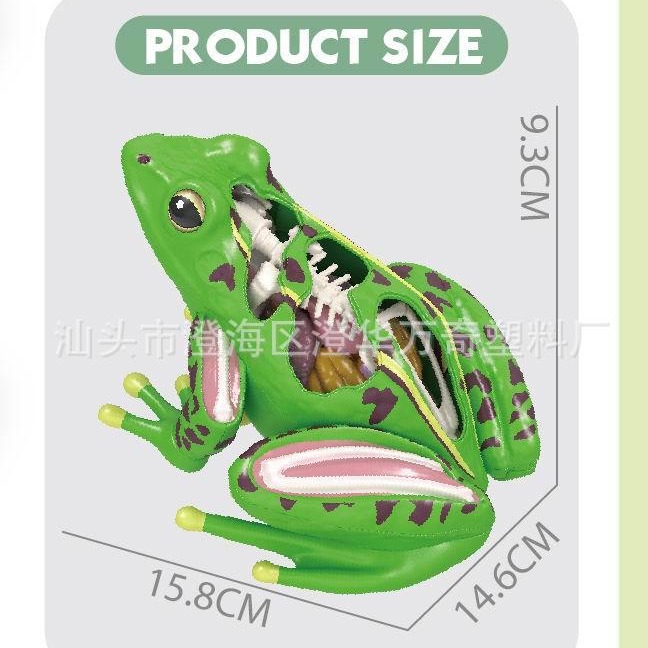 Children's Science Enlightenment Biological Organ Structure Puzzle Anatomy Bone Cognition Early Education Body Viscera Puzzle Toy