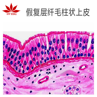 Fake Compound Fiber Columnar Skin Slice High School Teaching Student Object Slide Microscope Specimen