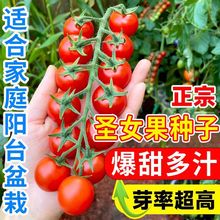 t}ŮNәСѸ߮a߲tNS}Ů߲Z