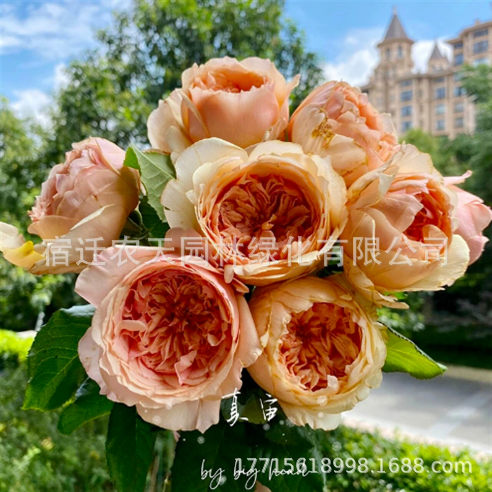 Ou Moon Phantom Альпинист Розовая Роза рассада цветов Балкон Садовое растение цветы Многосезонный стиль цветущей арки