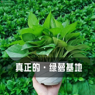 �G�}�����҃�������ȩ�L�ٴ������~��̖�G�j�·�ˮ�໨�ܾGֲ