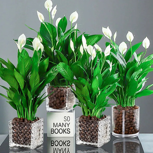 Peace Lily Potted Plant, Green Radish Flower Plant, Indoor Flower, Hydroponic Green Plant, Easy to Grow Money Tree, Absorbs Formaldehyde