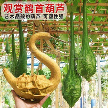 鹤首葫芦种子四季盆栽手捻小葫芦种籽巨型葫芦子庭院文玩葫芦种孑
