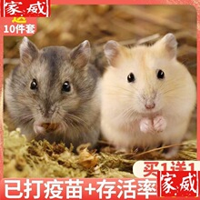 小仓鼠活物送笼子已打过疫苗银狐布丁情侣一对金丝熊活体宠物粮食