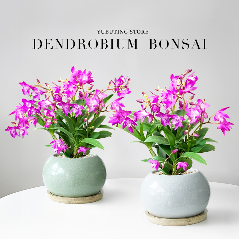 Perfume dendrobium orquídea planta en maceta con brotes de flores flores de cuatro estaciones flores de interior plantas verdes de oficina orquídea de escritorio bonsai