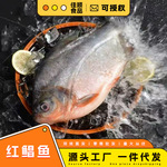 红鲳鱼冷冻冻鲜金鲳鱼银鲳鱼白鲳新鲜海鱼新鲜海产海水鱼商用特产
