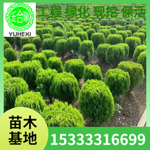 ����ֱ�N�����С��G����ľ�Ƶ깫�@��·�����b���ֲ������ă�