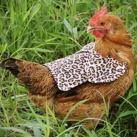 跨境母鸡鸡鞍夹棉家禽羽毛保护器保护翅膀双重防护印花母鸡夹克