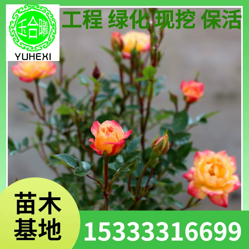 Основной запас миниатюрных роз в горшках, многоквашечные мини-розовые розетки, разноцветные розовые розетки для внутреннего балкона и двора с бутонами.