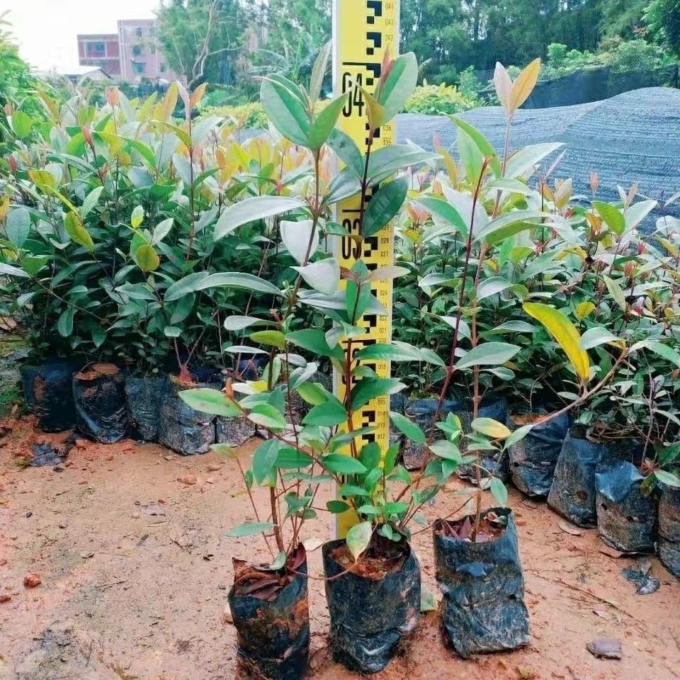 正宗桃金娘树苗山捻子苗乌稔多尼小种苗盆景地栽室内阳台庭院植物