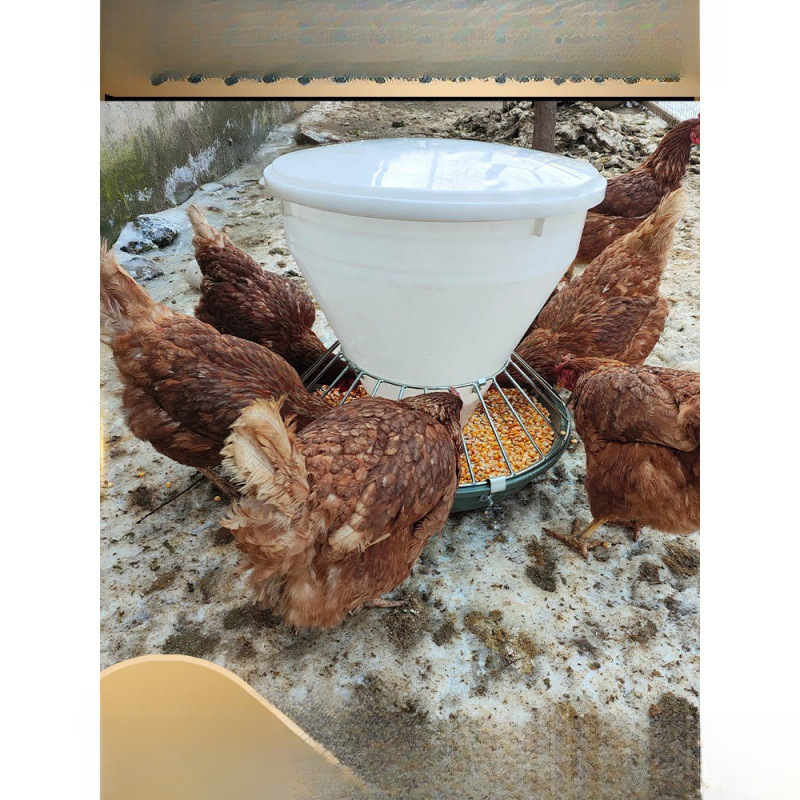 Feeding chicken grooves