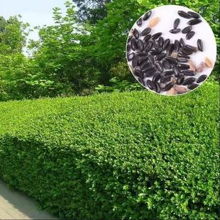 �����S��N�� �S��ľ��N��С�~�S�������l�G���h��ֲ��N��