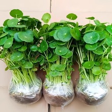 大叶铜钱草水培植物室内好养水养金钱草花卉绿植盆栽鱼缸水草专用