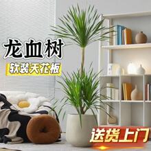 ��Ѫ��͏d�Gֲ��횘������k�����҃ȸߗU�����������ֲ�����F��