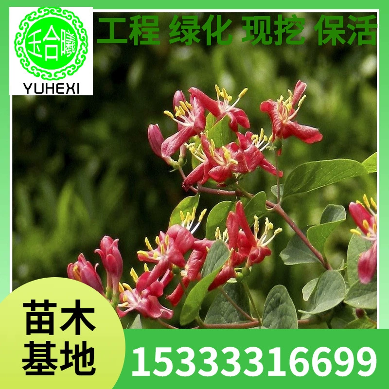 Гибискус, голуболистый жимолость, золотистый и серебристый жимолость, северо-восточный морозостойкий кустарник из золотистой и серебристой древесины.