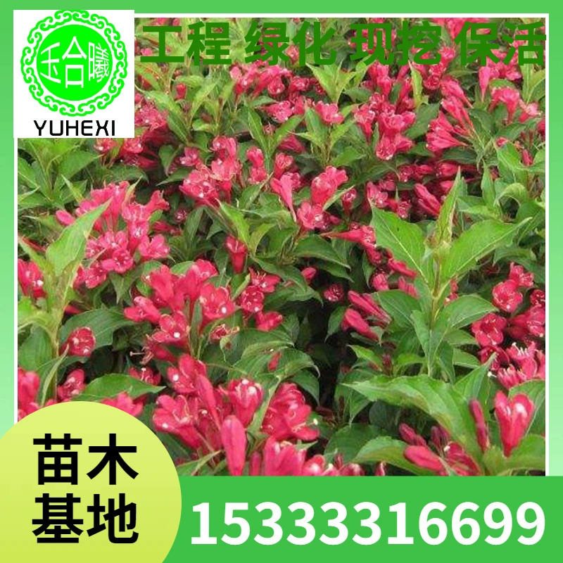 Red Prince Honeysuckle Red Prince Honeysuckle Саженцы оптом Наземное покрытие Горшечные растения для дворовых проектов и ландшафтного дизайна.