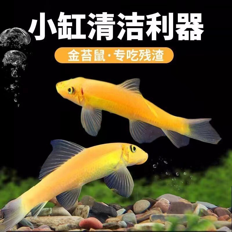 Golden Moss Rat Scavenger Tropical Small Ornamental Fish Tank Algae Removal Tool Freshwater Cleaning Feces Moss Rat Fish Golden Moss Rat Scavenger Tropical Small Ornamental Fish Tank Algae Removal Tool Freshwater Cleaning Feces Moss Rat Fish