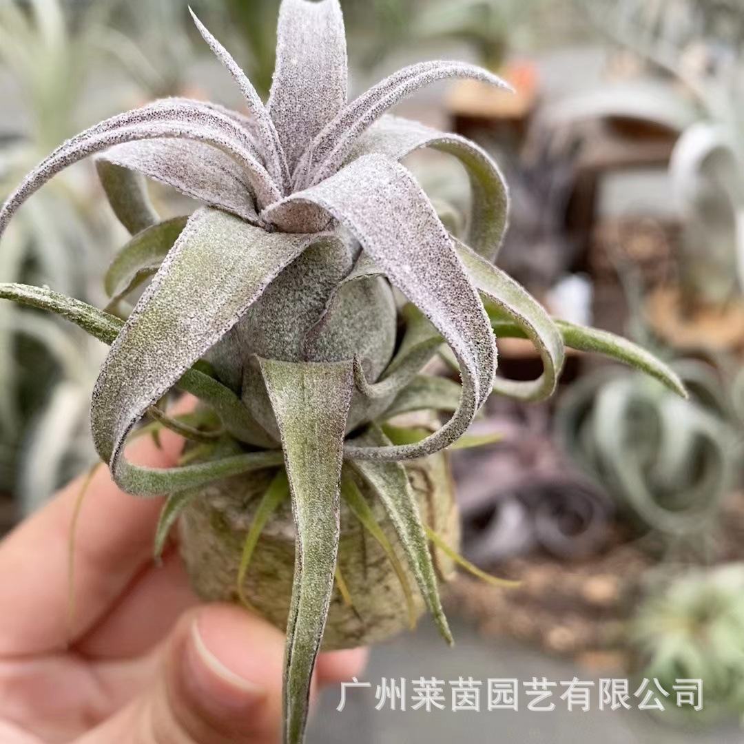 Real electric roll (5-8cm)