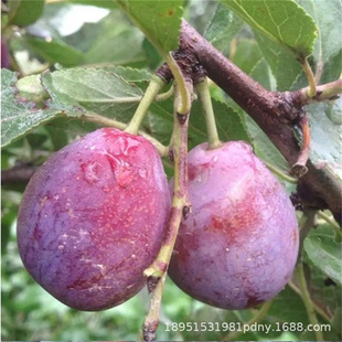 Ů�����ӹ���ڿ��y������޽Ӻڲ����ش������ϱ����Nֲ����Y��