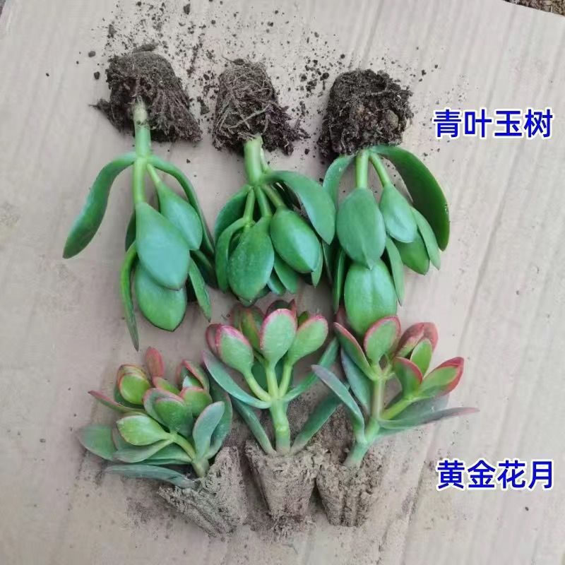 2종의 묘목 6개로 가격대비 훌륭함