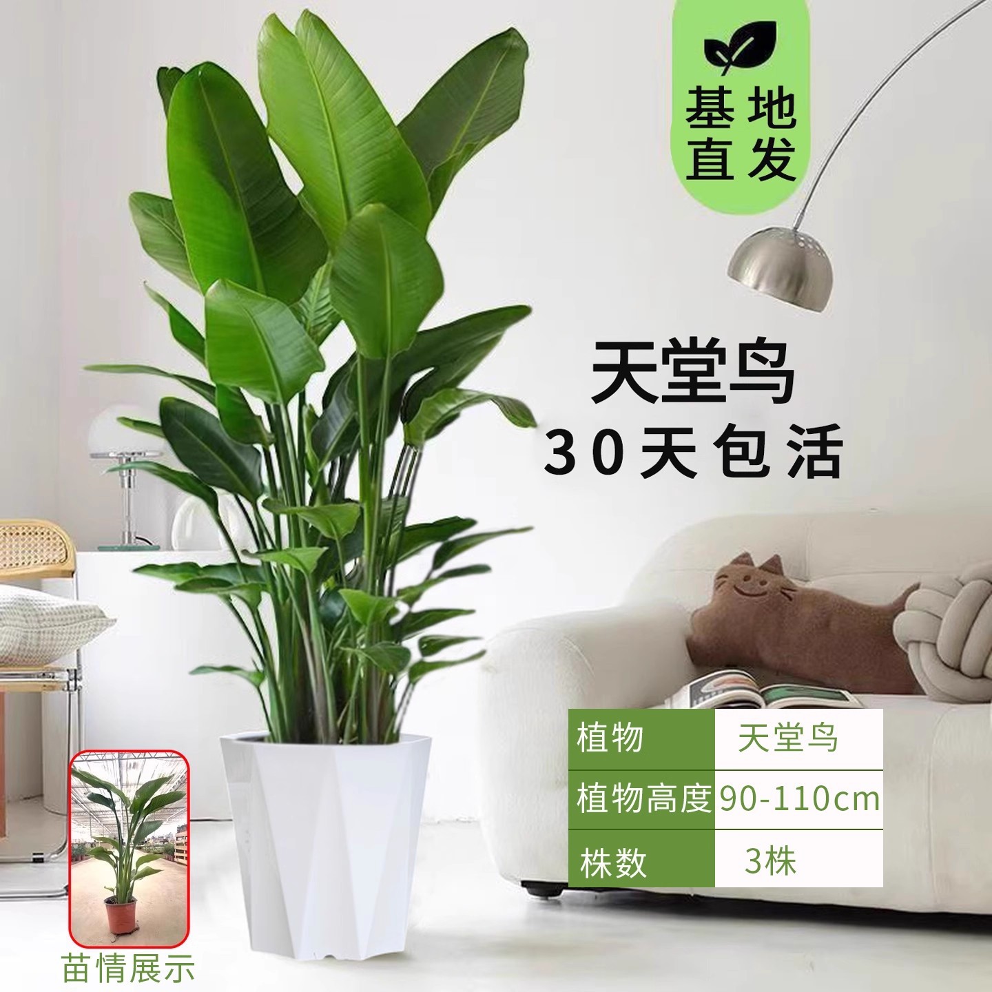 Aves del paraíso plantación de plantas grandes en maceta verde interior buena oficina de alimentación sala de estar flor verde plantación bonsai grana orquídea