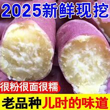 正宗白心红薯新鲜农家红皮板栗薯番薯地瓜粉糯山芋批发