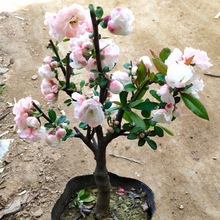 海棠花盆栽四季开花好养花卉植物室内花庭院长寿冠海棠花树苗盆景