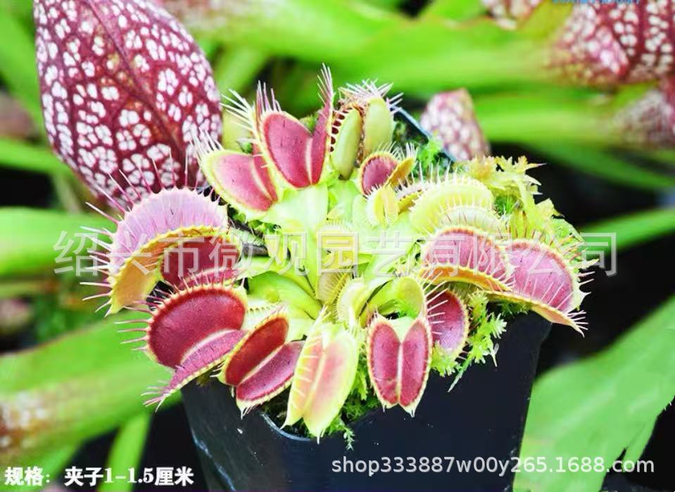 Clipe Destruidor de Moscas Flytrap 1-1,5cm