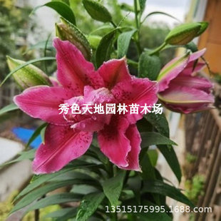 Imported Double-Flowered Perfume Lily Bulbs Asian Autumn and All Year Round Potted Large Bulb Seedlings Florals Lily Roots Indoor
