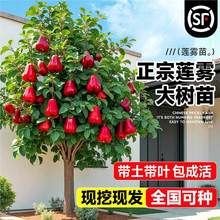 ɏ�F����ڽ����޽�̨�����ǰű���Ʒ�N���~�t�ϱ����Nֲ����Y��