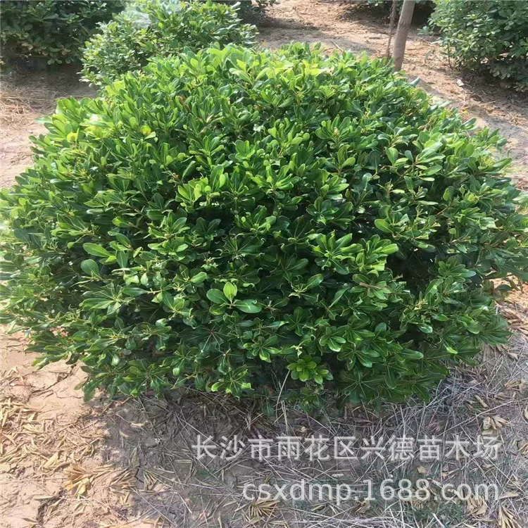 Оптовые шарики питоспорума, шарики волос питоспорума Хунань, саженцы питоспорума, вечнозеленые саженцы, полные характеристики