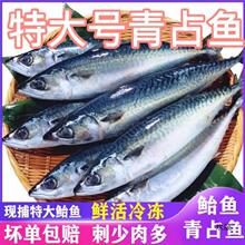 青花鱼特大野生青占鱼鲐鱼鲐整条新鲜鲅鱼日料海鲜水产批发速卖通