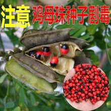 �uĸ��N�Ӻ��t�����˶���˼����ȸ����˼�Ӷ����t����N������