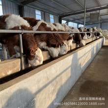 Сţ�� �s�����T����ţţ�� ��ţ��B������ָ�� �Bţ��