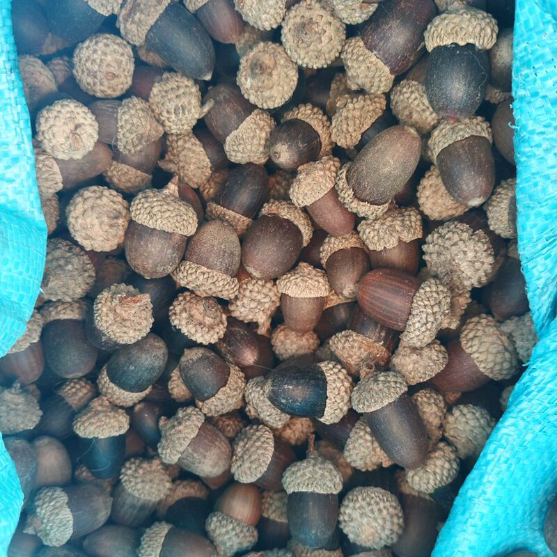 Acorn Natural ZAKKA Grocery Photo Props Micro Landscape Kindergarten Handmade DIY Material Bag Accompanying Gift Acorn Natural ZAKKA Grocery Photo Props Micro Landscape Kindergarten Handmade DIY Material Bag Accompanying Gift