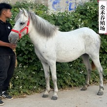 �Ȍ�С���R�����Xһƥ ���Ͼ��^�T�˵���ɫ���R�������u�B�R��