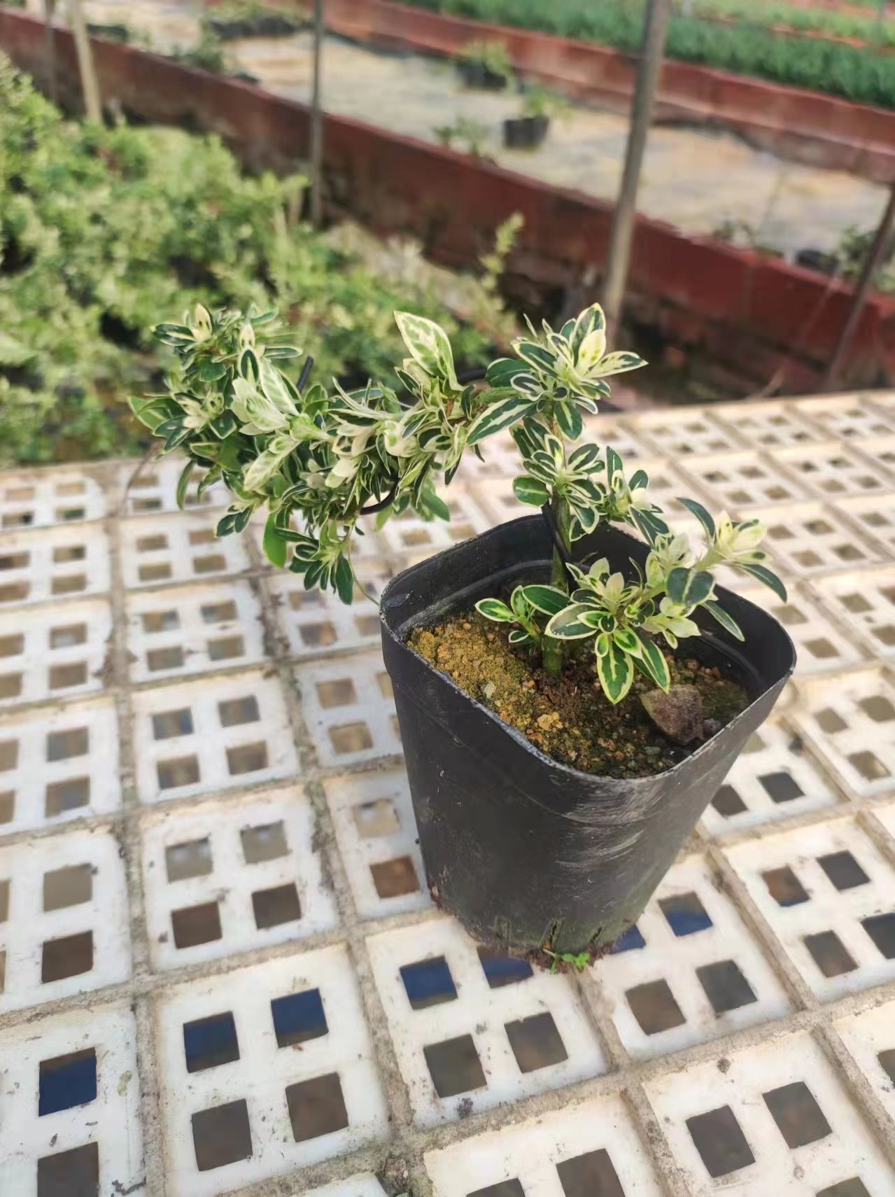 微信图片_202306161511522