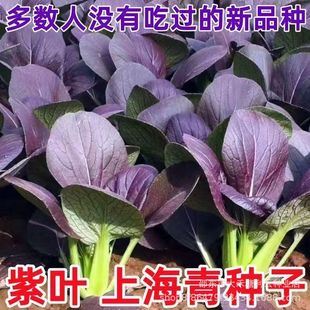 ���~�Ϻ���N����ɫ��ɫ�uë�˷N��С�Ͳ����̨�����߲˷N��