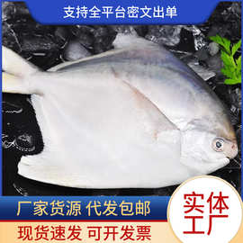 银鲳鱼金鲳鱼冷冻海鲜水产海鱼小鲳鱼昌鱼平鱼鲳鳊鱼晶鱼顺丰包邮