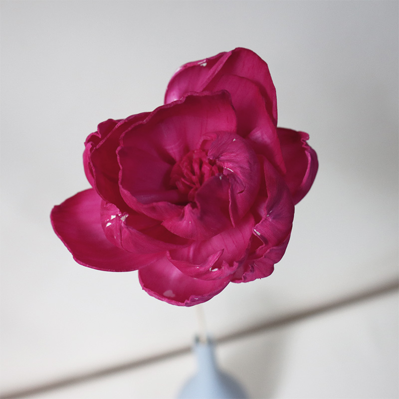 Una flor de peonía de color rojo marino