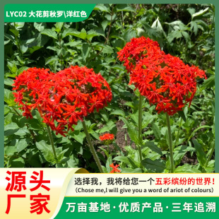 �����_���N�ļ��_�����N���N���������҃�ͥԺ�׻�ֲ�ﻨ�ӻ��N��