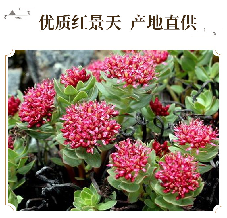 Rhodiola Root Hong Jing Tian Dried Herb Peeled Bulk 500g quality and texture