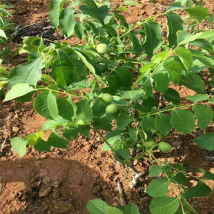 ���������޽ӹ����� ��������Ʒ�N �|��4̖������ ������Ҙ���