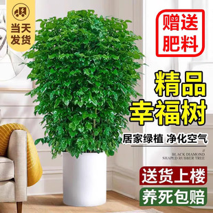 �Ҹ���͏d���Դ�����Gֲ�ļ�����ƽ�����Ϙ�ֲ���҃��ͶY�lؔ��