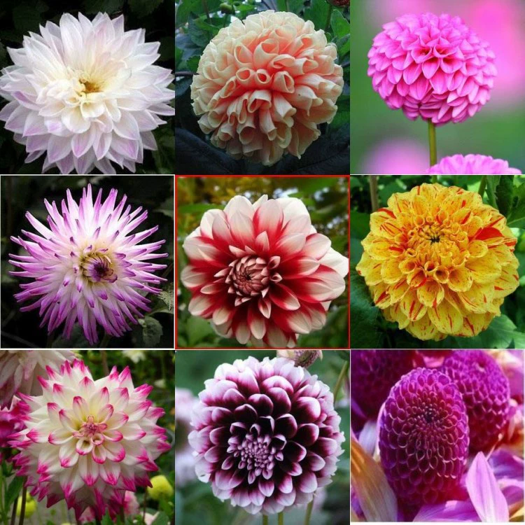 Георгин несколько сортов луковичные цветы Георгин цветок сладкого картофеля цветок георгины шар горшечные растения оптом