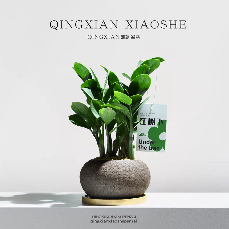 Money Tree Desktop Small Potted Plant for Office, Money-Attracting Plant, Indoor Air-Purifying Green Plant, Shade-Tolerant and Easy-To-Care-For Plant